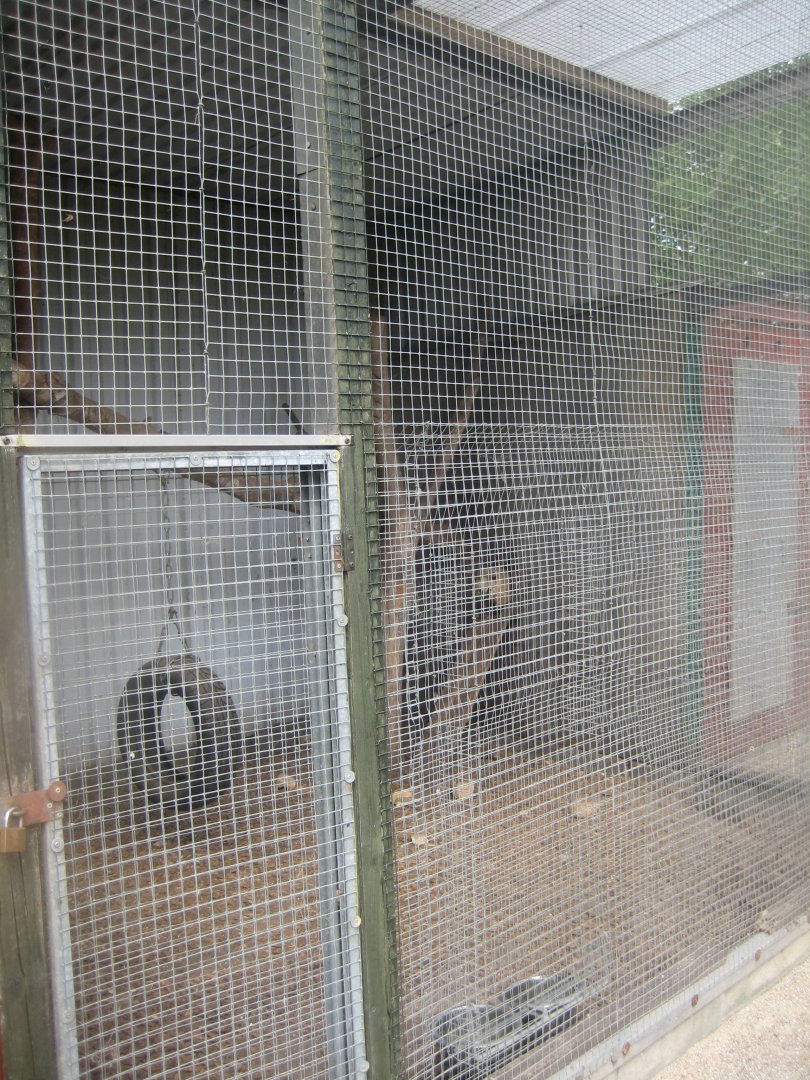 Hobro Minizoo - Coati exhibit