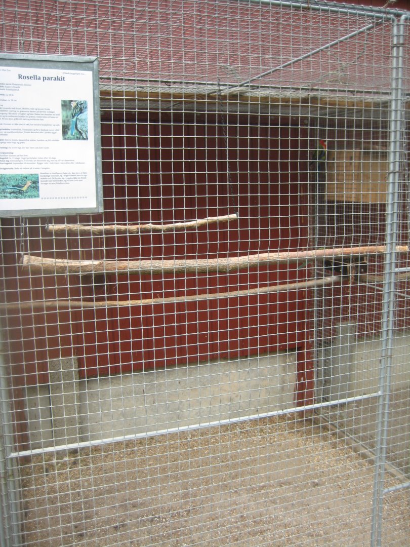 Hobro Minizoo - Eastern rosella aviary