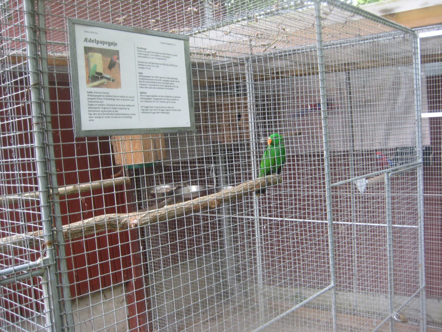 Hobro Minizoo - Eclectus parrot aviary