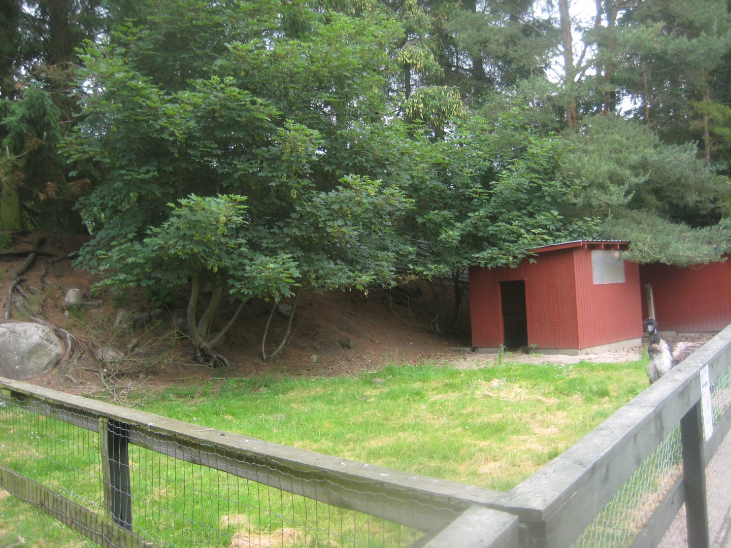 Hobro Minizoo - Emu exhibit