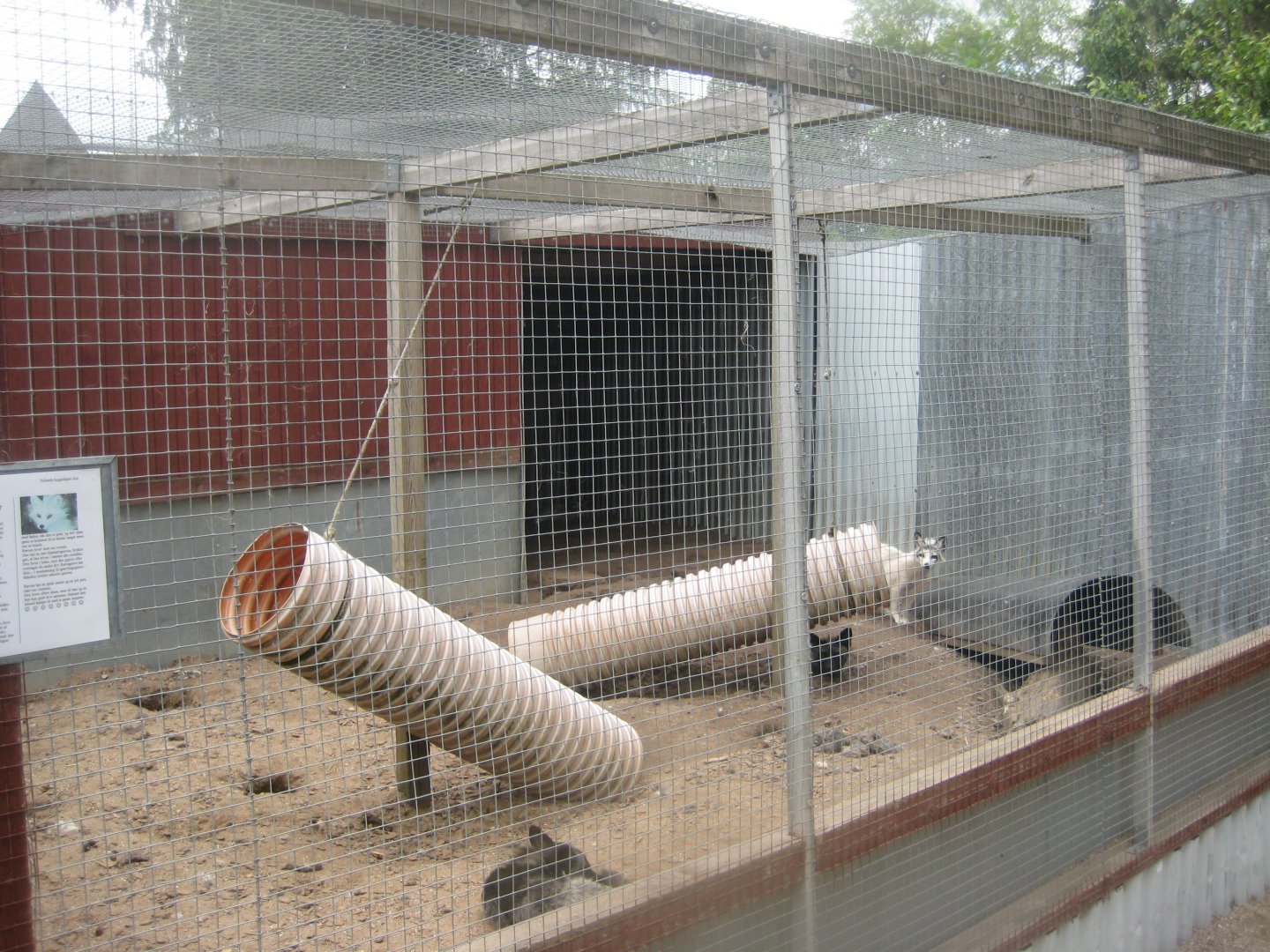 Hobro Minizoo - Fox exhibit