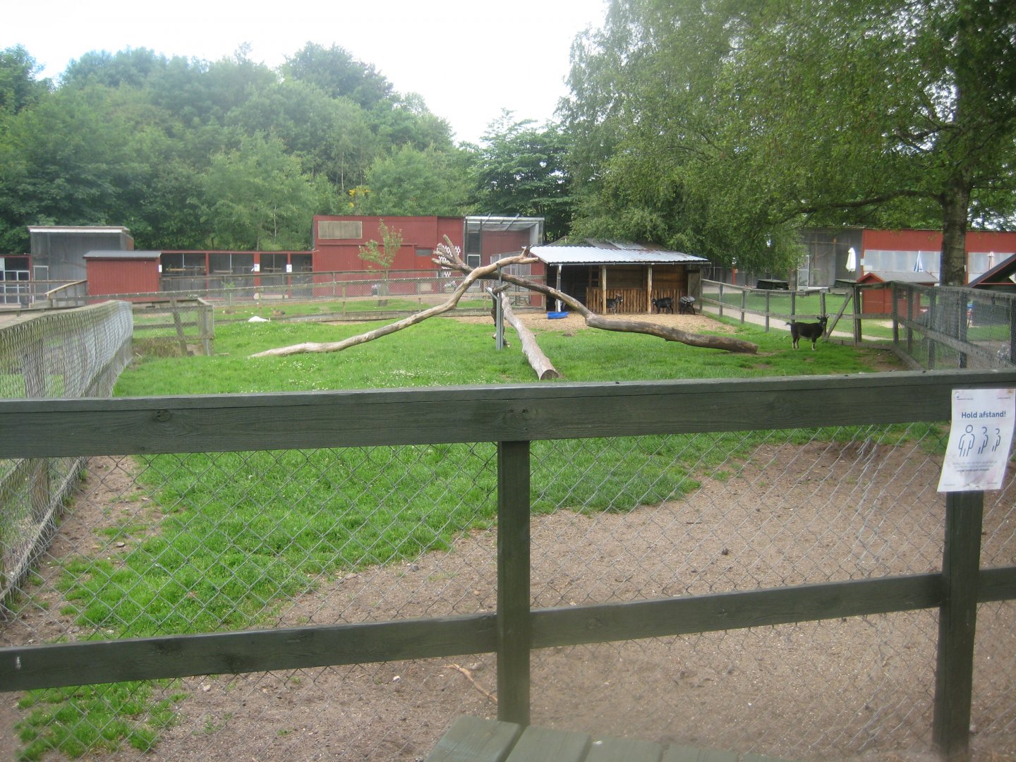 Hobro Minizoo - Goat exhibit