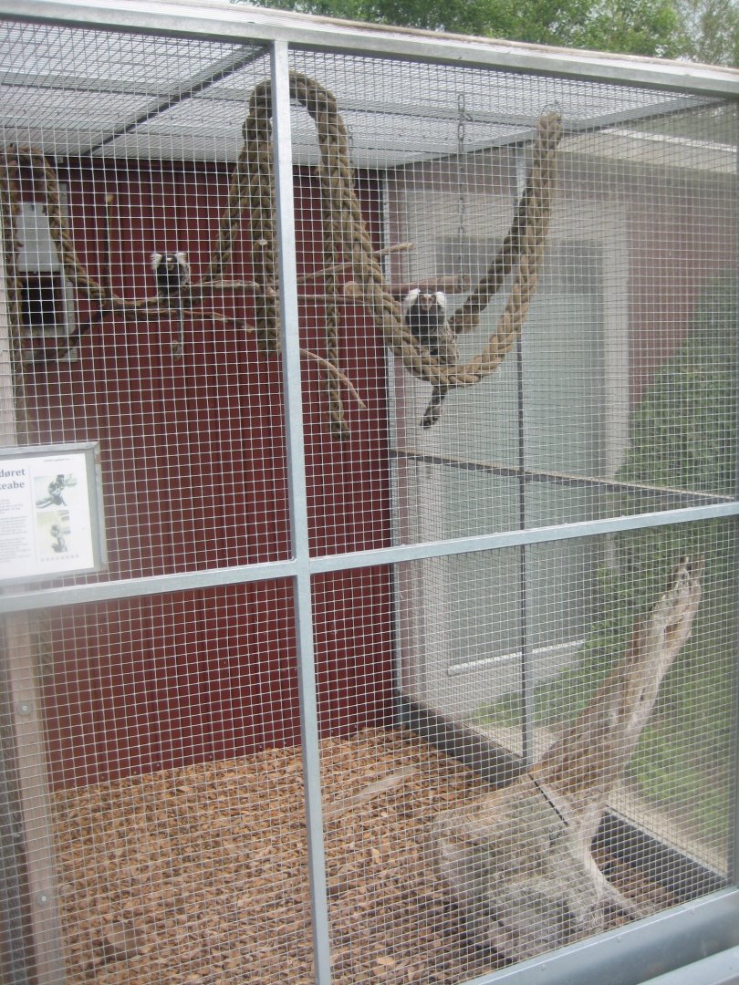 Hobro Minizoo - Marmoset exhibit #2