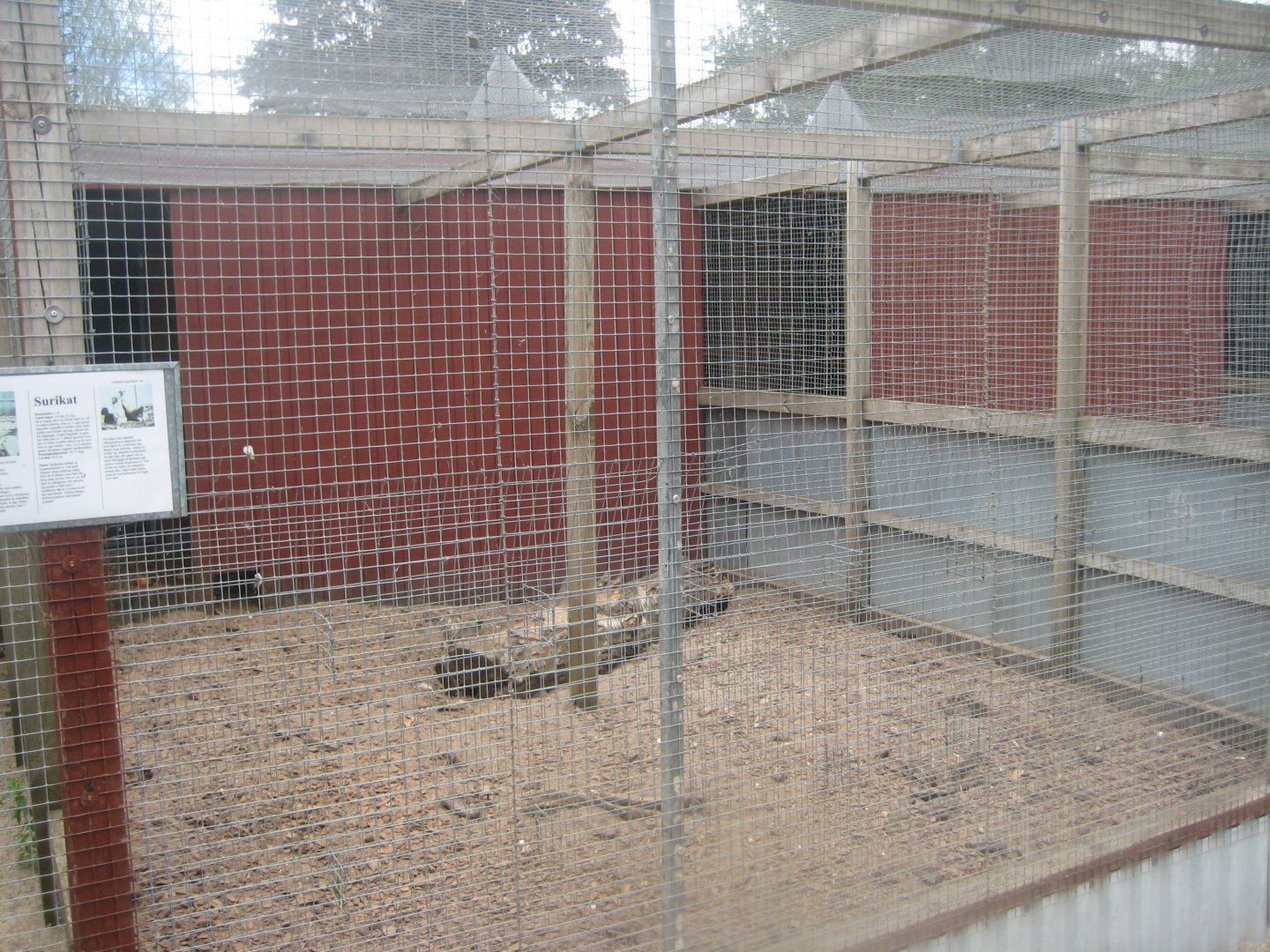 Hobro Minizoo - Meerkat exhibit