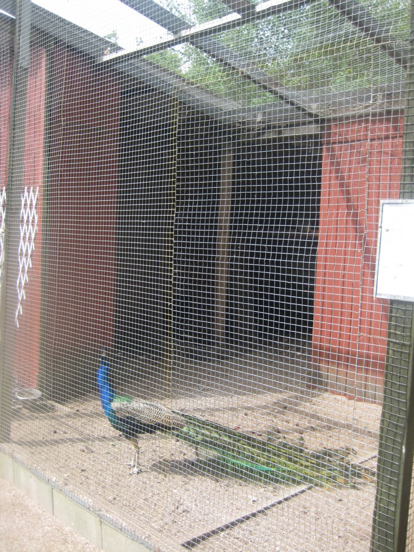 Hobro Minizoo - Peafowl aviary