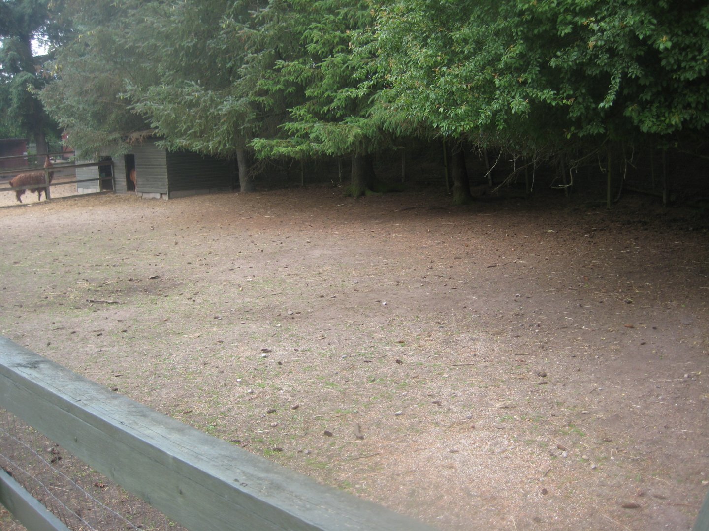 Hobro Minizoo - Pony exhibit