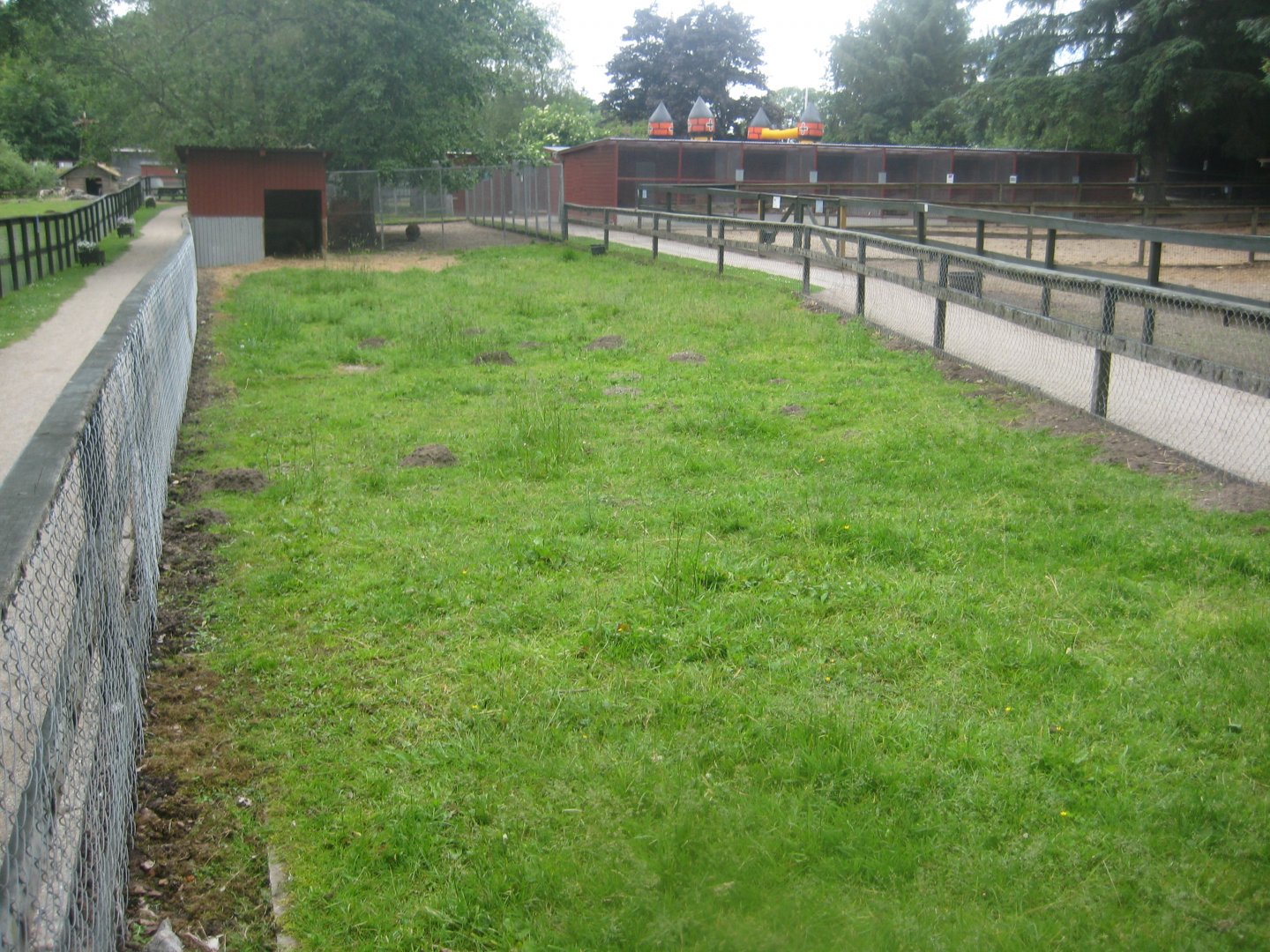 Hobro Minizoo - Sheep exhibit