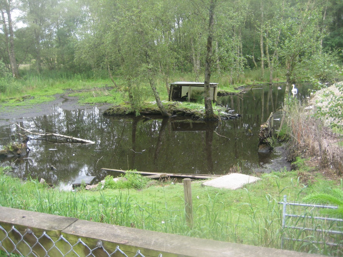 Hobro Minizoo - Swan exhibit