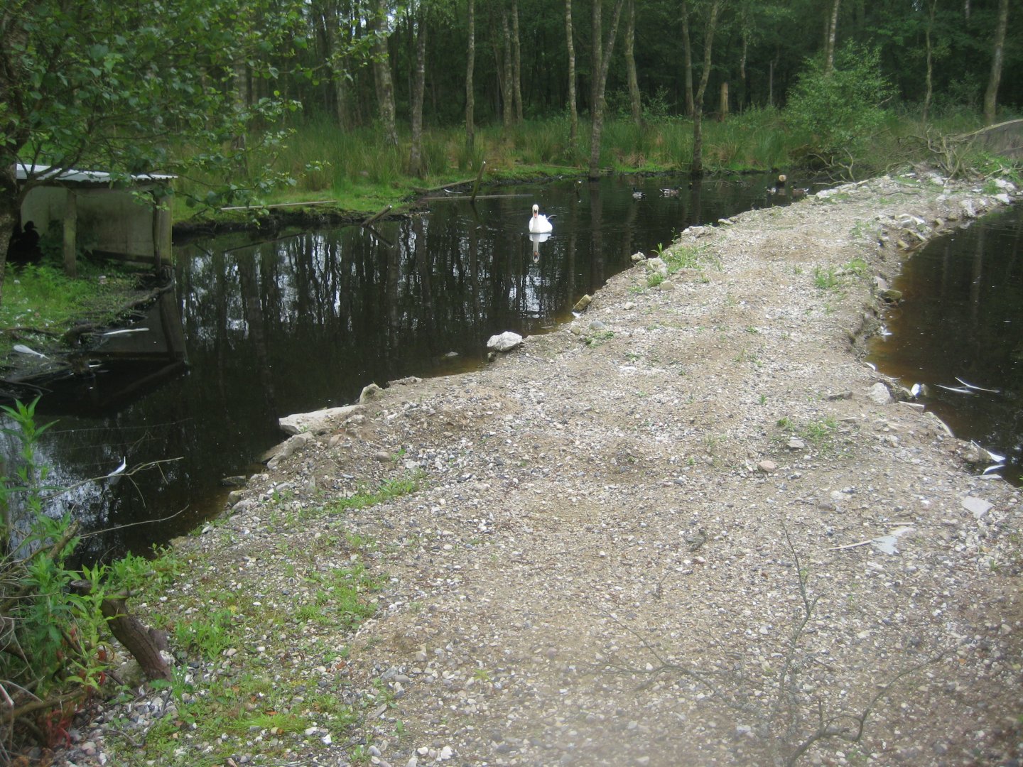 Hobro Minizoo - Swan exhibit