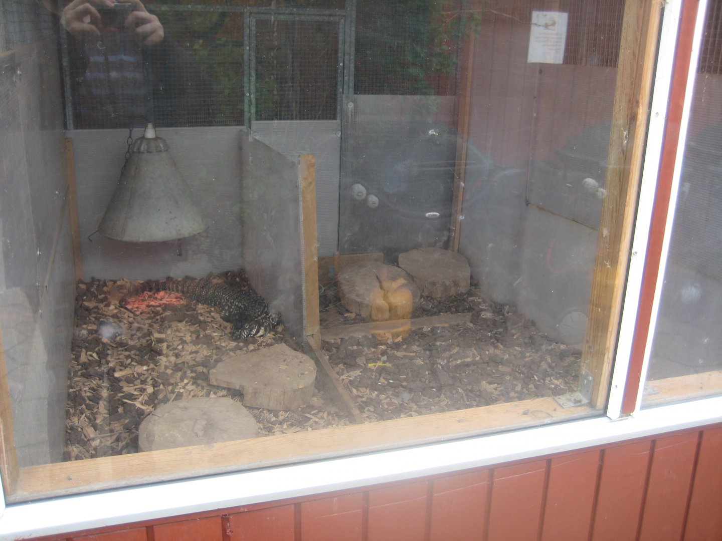 Hobro Minizoo - Tegu exhibit