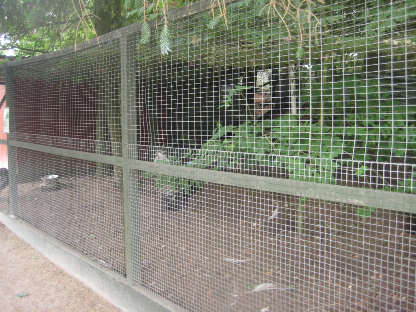 Hobro Minizoo - Turkey aviary