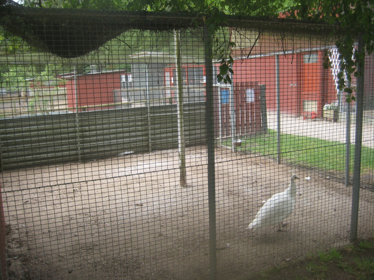 Hobro Minizoo - White peafowl aviary