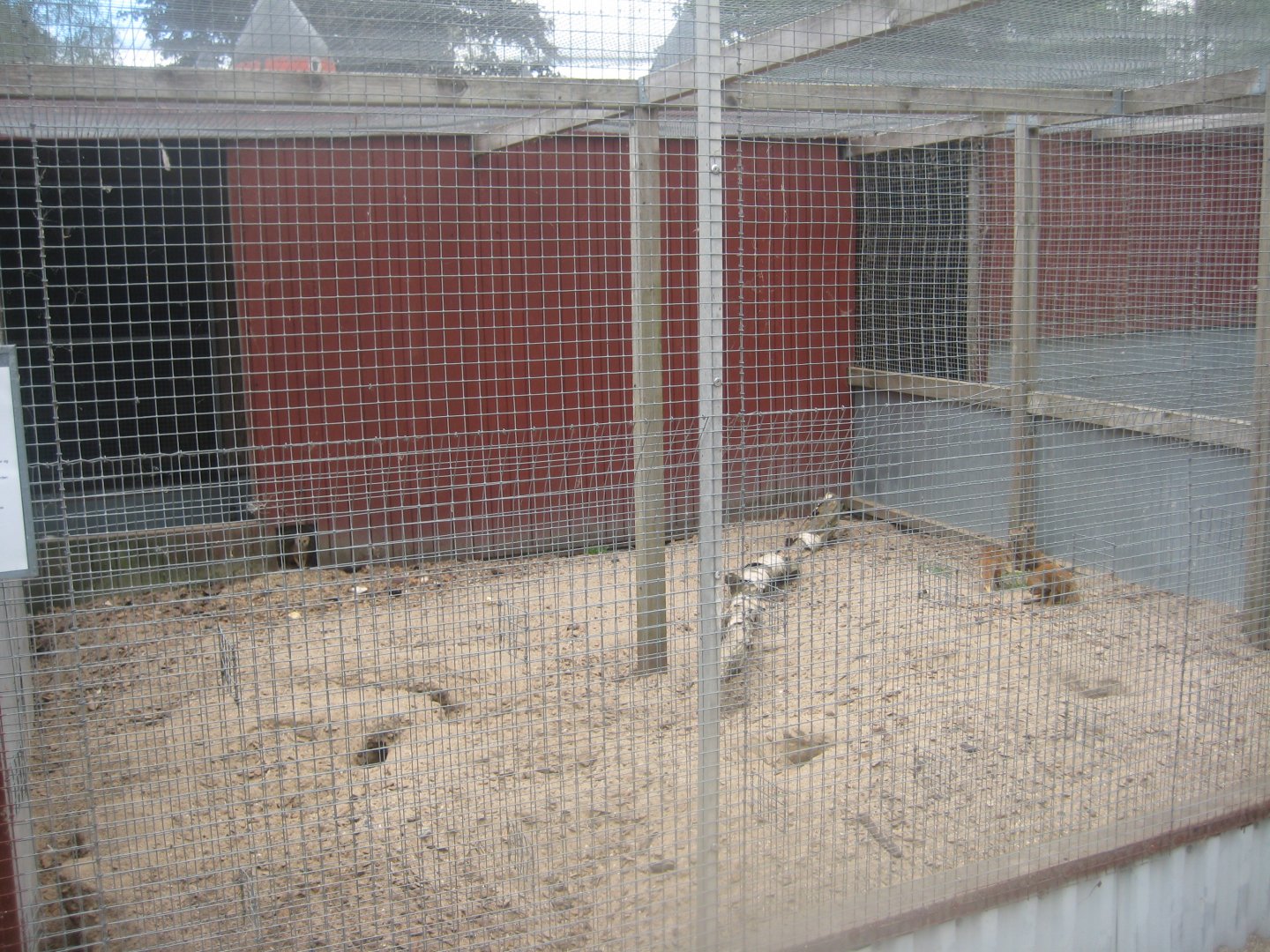 Hobro Minizoo - Yellow mongoose exhibit