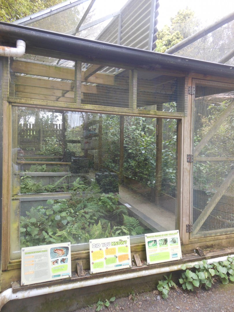 Hochstetter's Frog exhibit