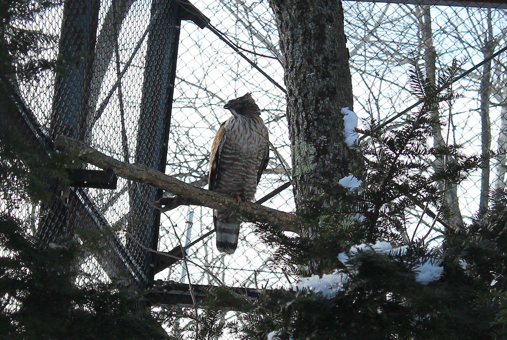Hodgson's Hawk-Eagle aviary, Kushiro Zoo