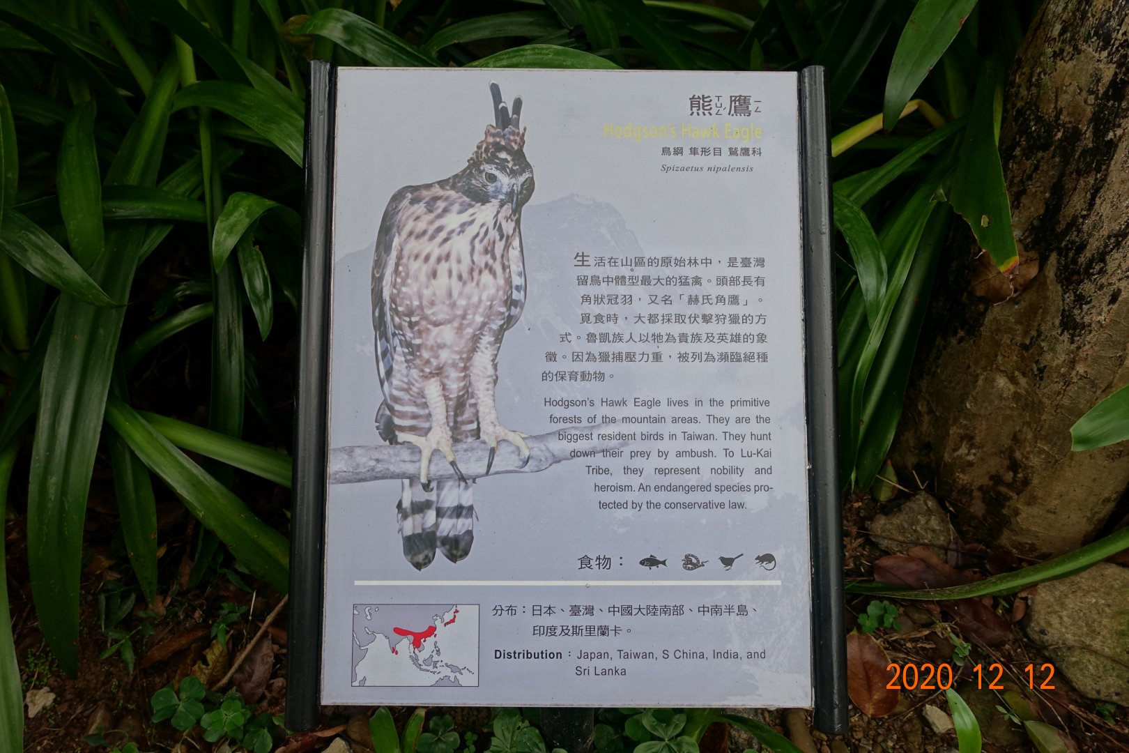 Hodgson's Hawk-eagle (Nisaetus nipalensis)