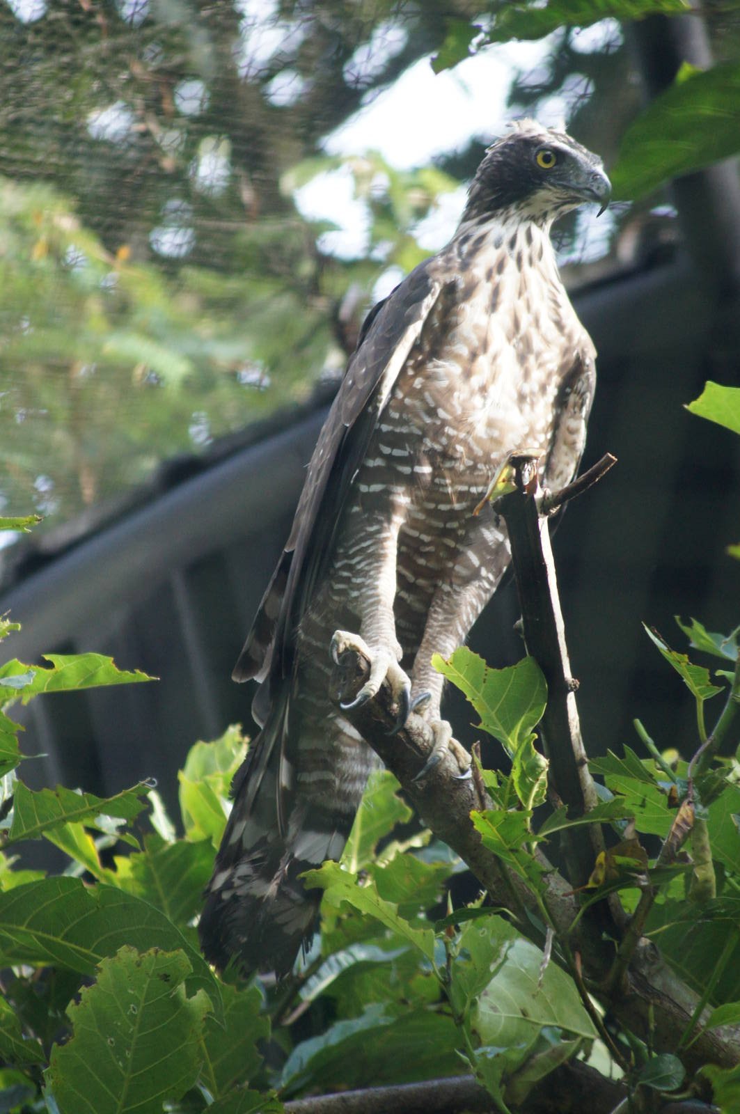 Hodgson's hawk eagle
