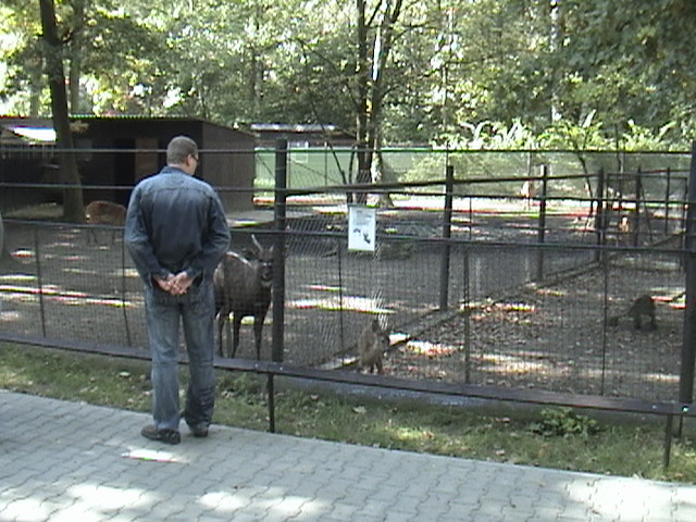 Hodonin Zoo Sitatunga-Roe Deer