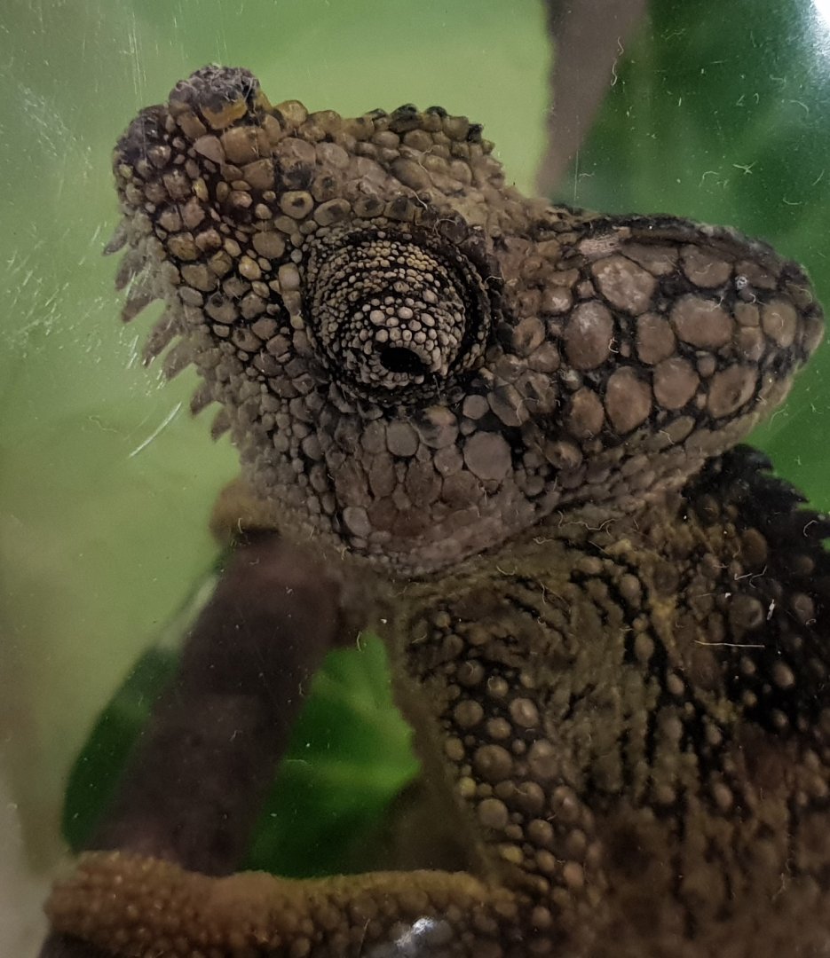 Hoenel's chameleon - Trioceros hoehnelii