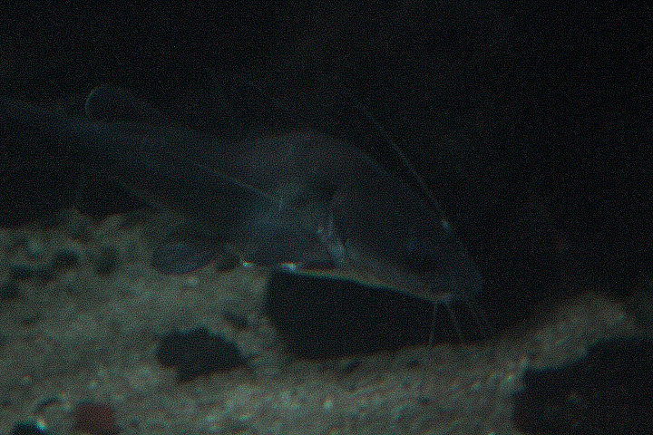 Hoeven's catfish (Hemibagrus hoevenii)