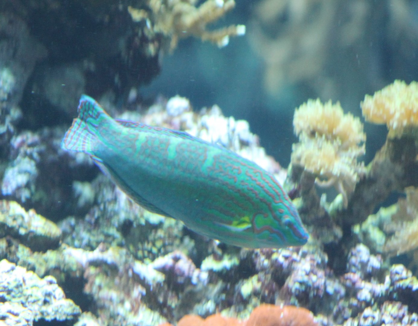 Hoeven's Wrasse - Halichoeres melanurus