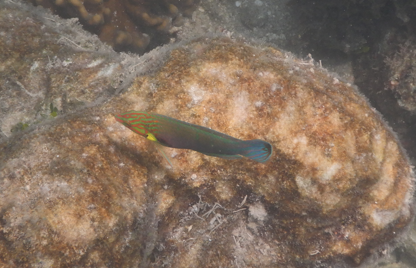 Hoeven's Wrasse (Halichoeres melanurus)