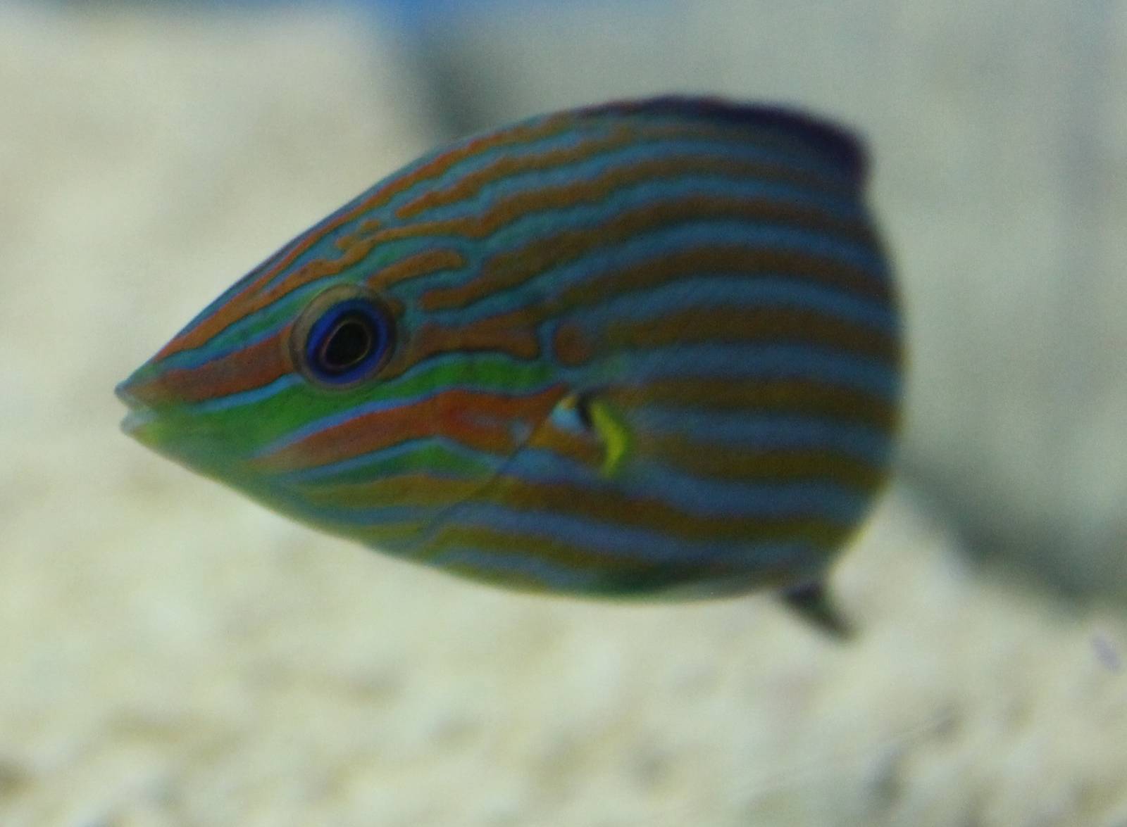 Hoeven's wrasse