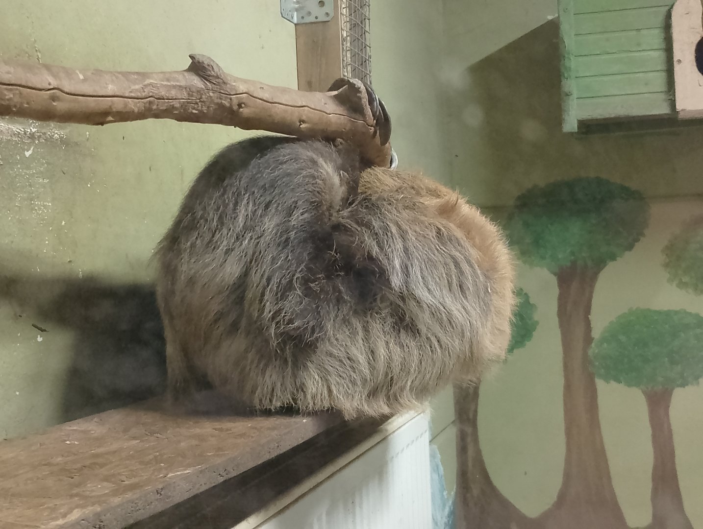 Hoffamnn's two-toed sloth