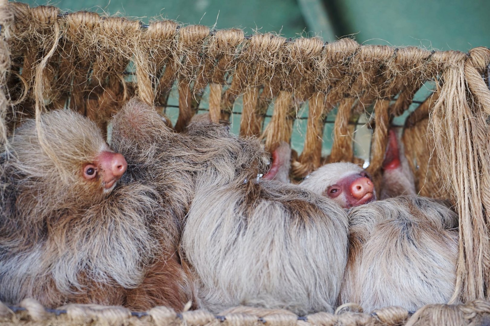 Hoffman two-toed sloth