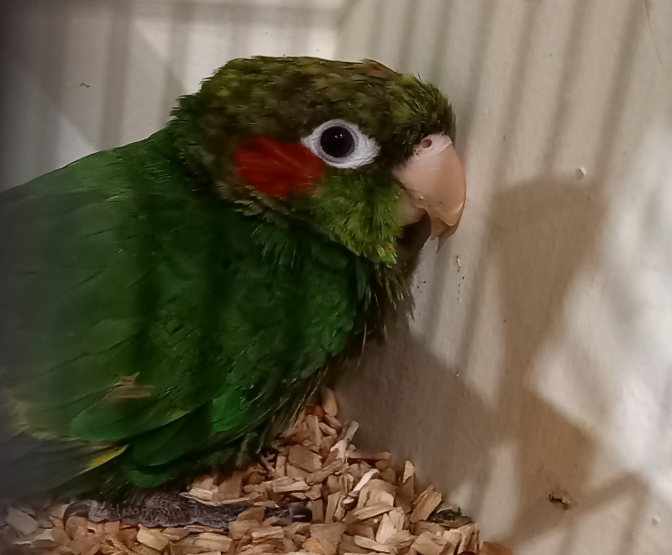Hoffmann's conure