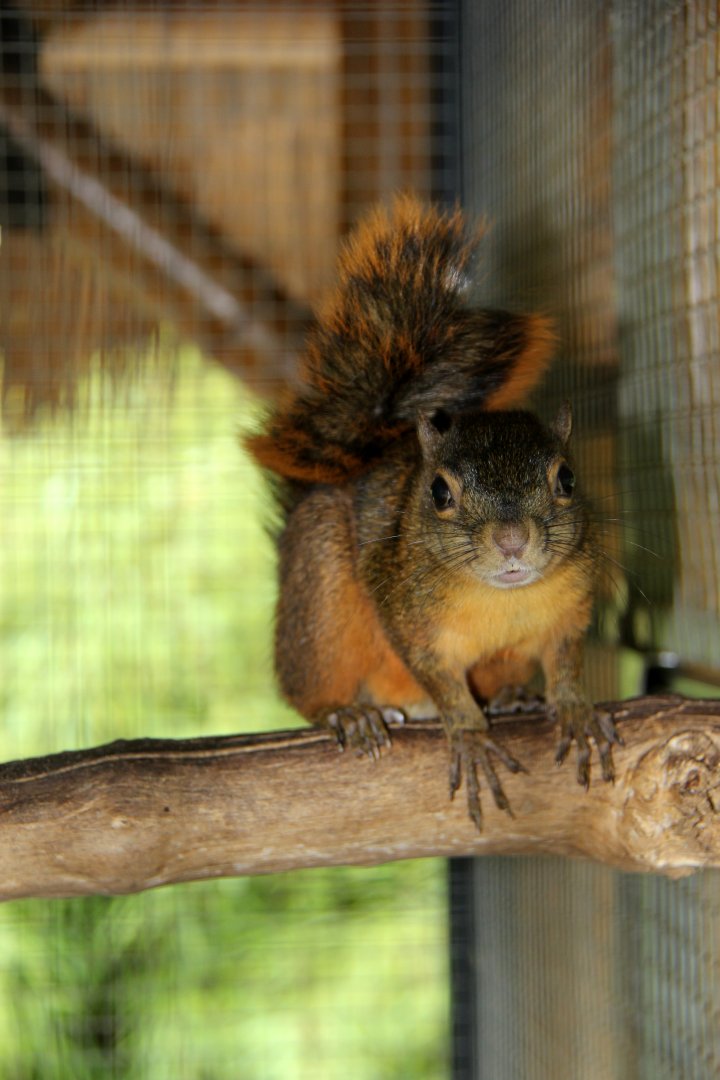 Hoffmann's red-tailed squirrel (Sciurus granatensis hoffmanni)