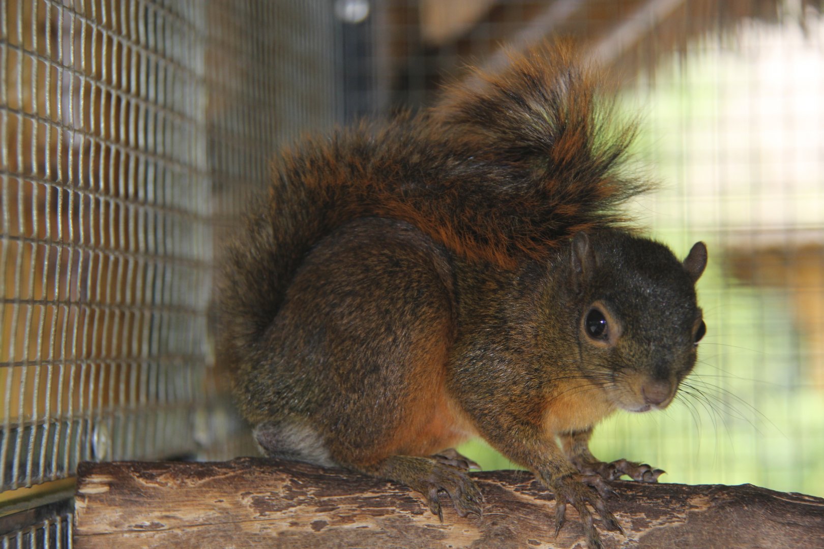 Hoffmann's red-tailed squirrel (Sciurus granatensis hoffmanni)