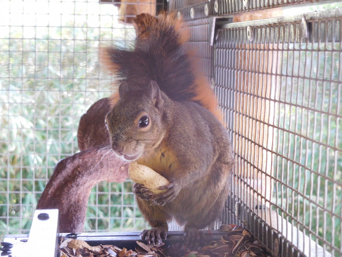 Hoffmann's red-tailed squirrel