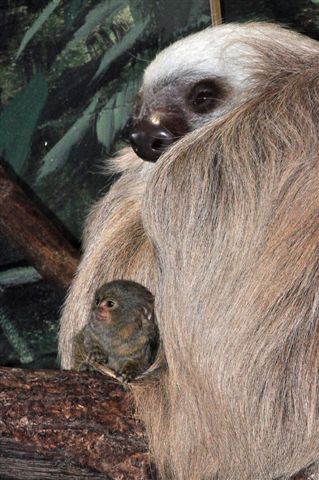 Hoffmann's Sloth and Pygmy Marmoset