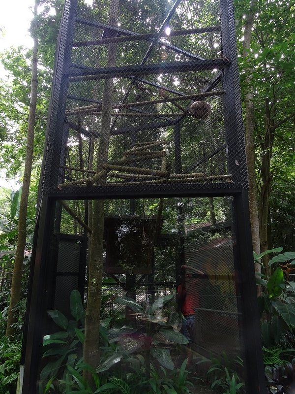 Hoffmann's sloth enclosure