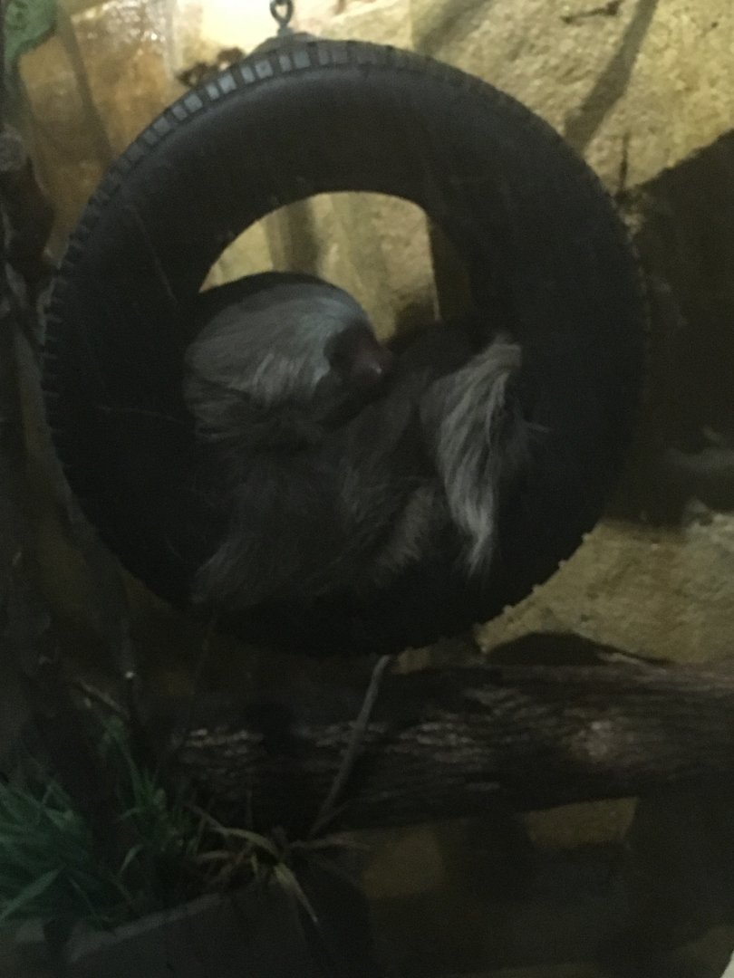 Hoffmann's Two-Toed Sleepy Sloth | Milwaukee County Zoo