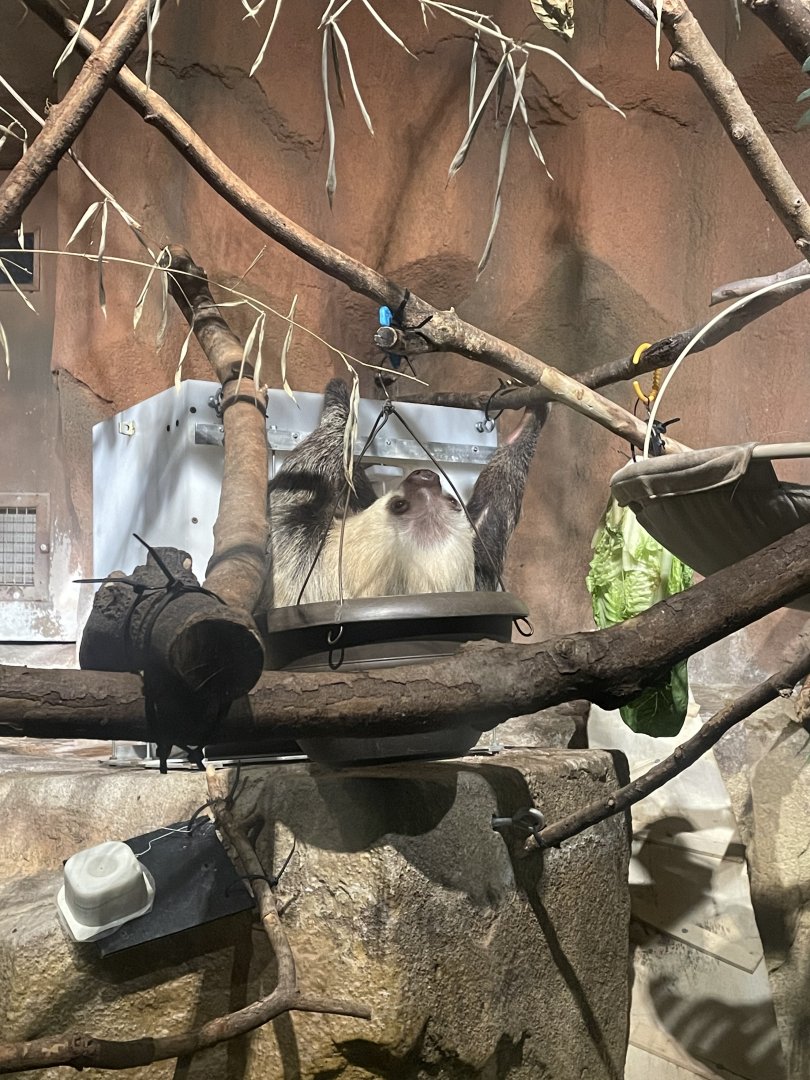 Hoffmann’s Two-Toed Sloth (10/7/23)