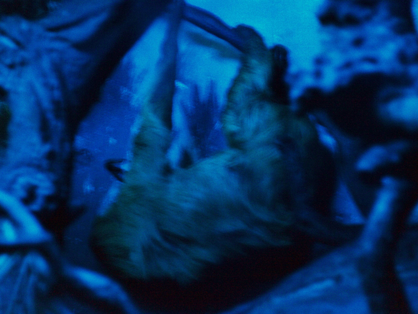 Hoffmann's two-toed sloth 2