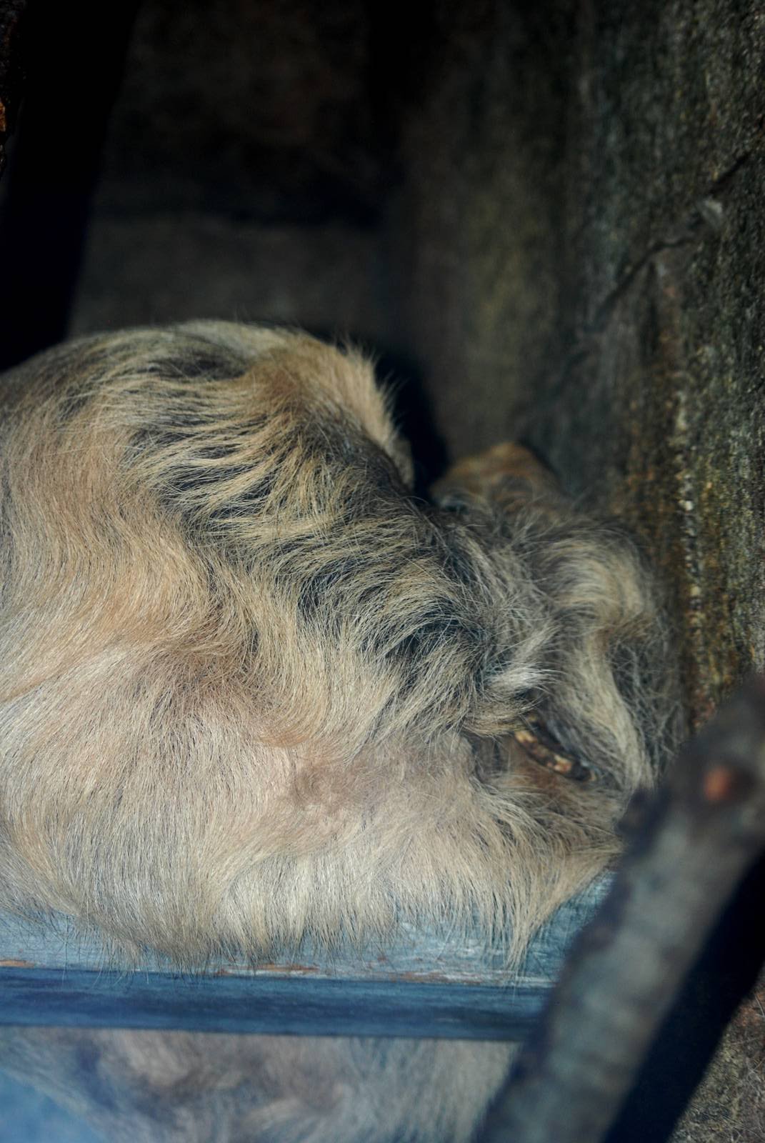 Hoffmann's Two-toed Sloth at Jacksonville, 10/10/13
