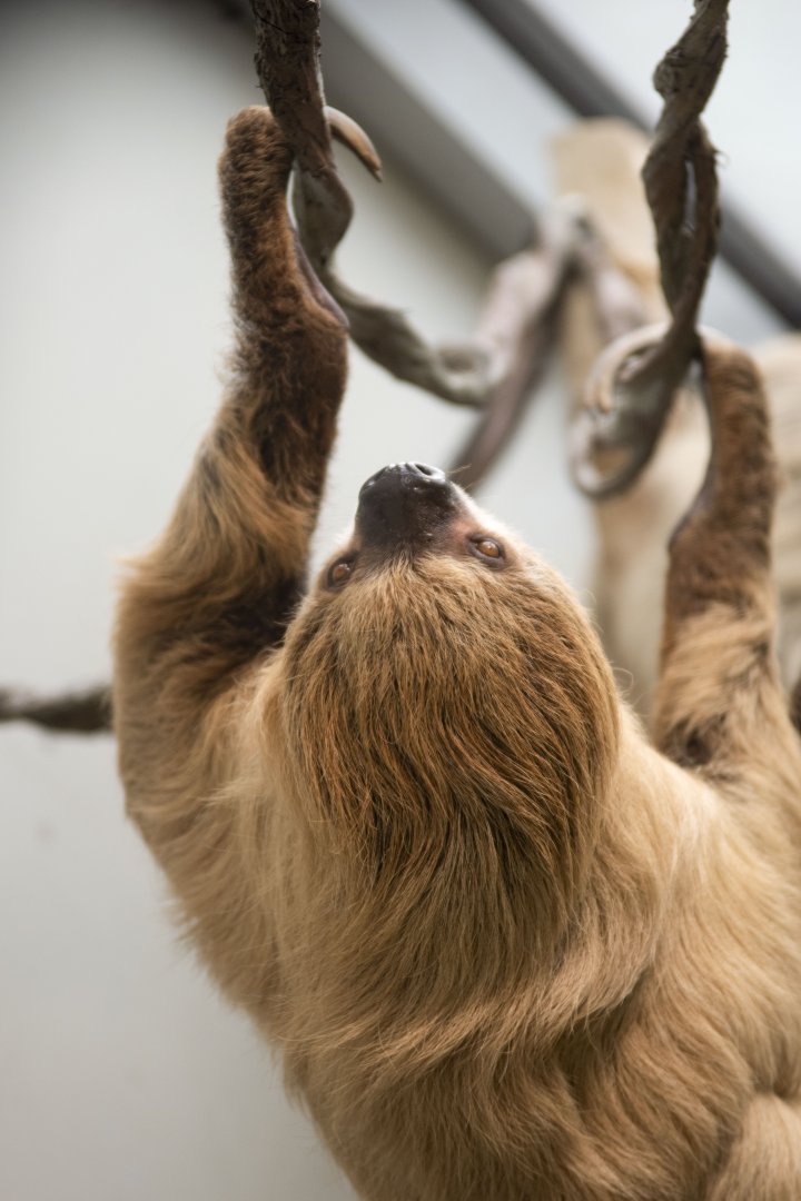 Hoffmann's two-toed sloth (Choloepus didactylus)