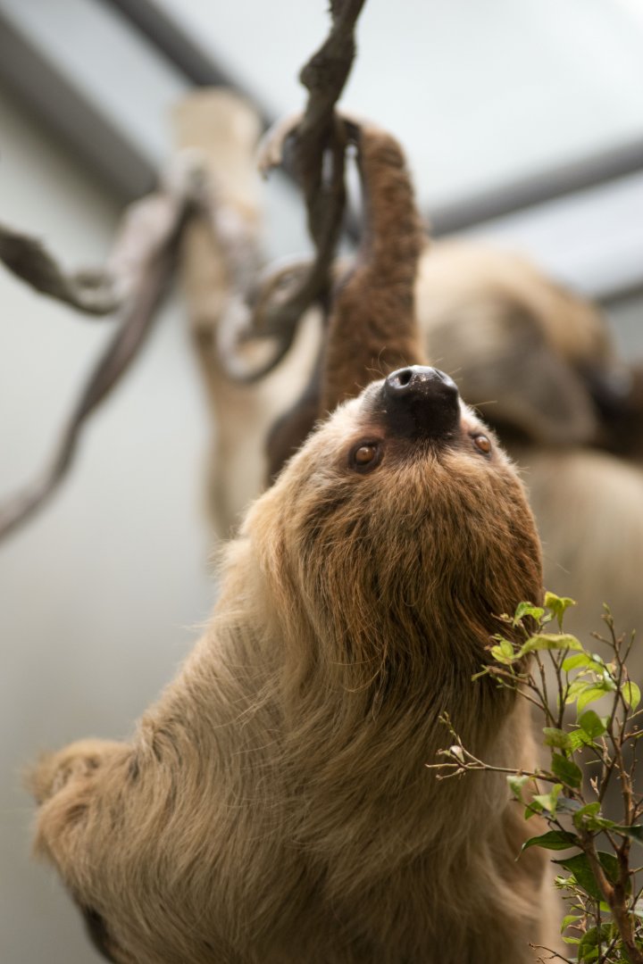 Hoffmann's two-toed sloth (Choloepus didactylus)