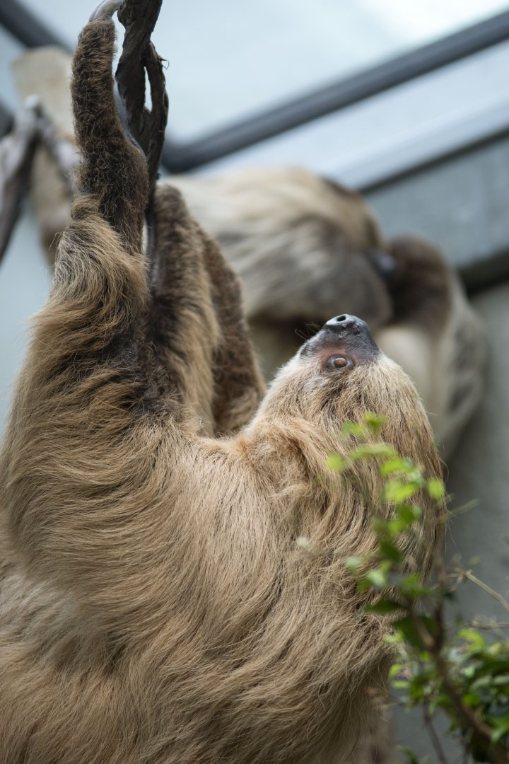 Hoffmann's two-toed sloth (Choloepus didactylus)