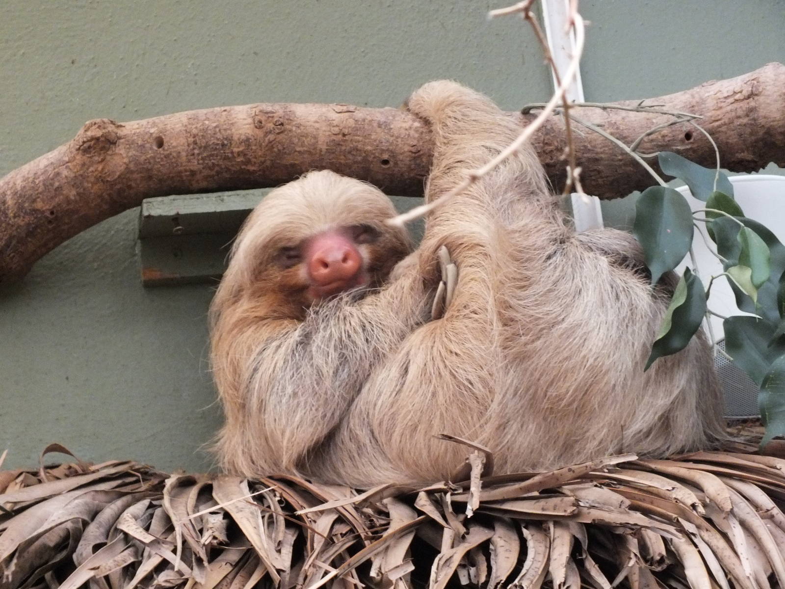 Hoffmann's two-toed sloth (Choloepus hoffmanni) at Newquay Zoo - January 29