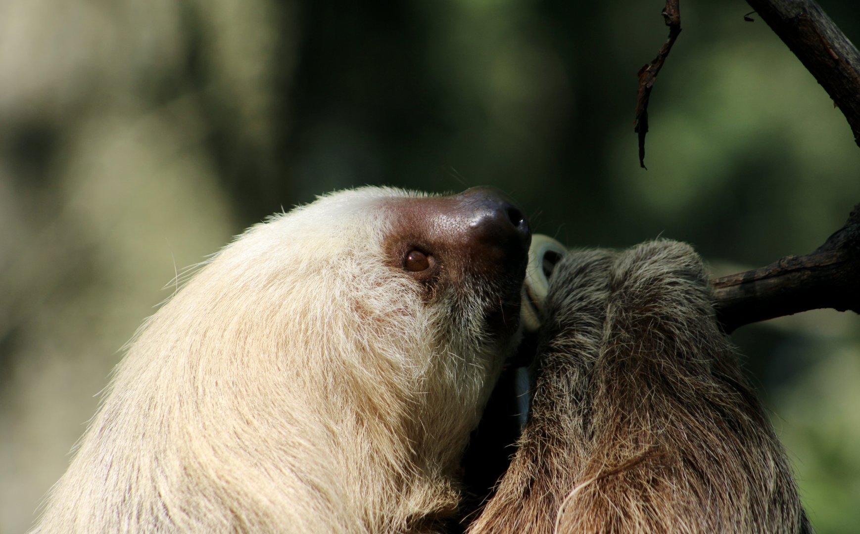 Hoffmann's Two-Toed Sloth (Choloepus hoffmanni) - "Han Slowlo"