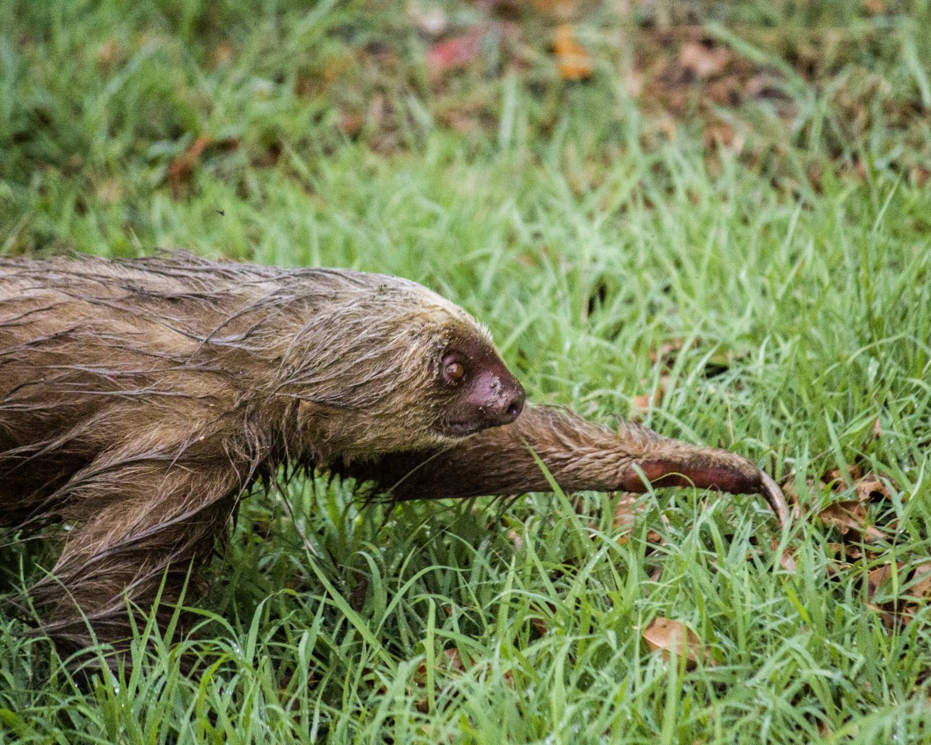 Hoffmann's two-toed sloth, Choloepus hoffmanni hoffmanni