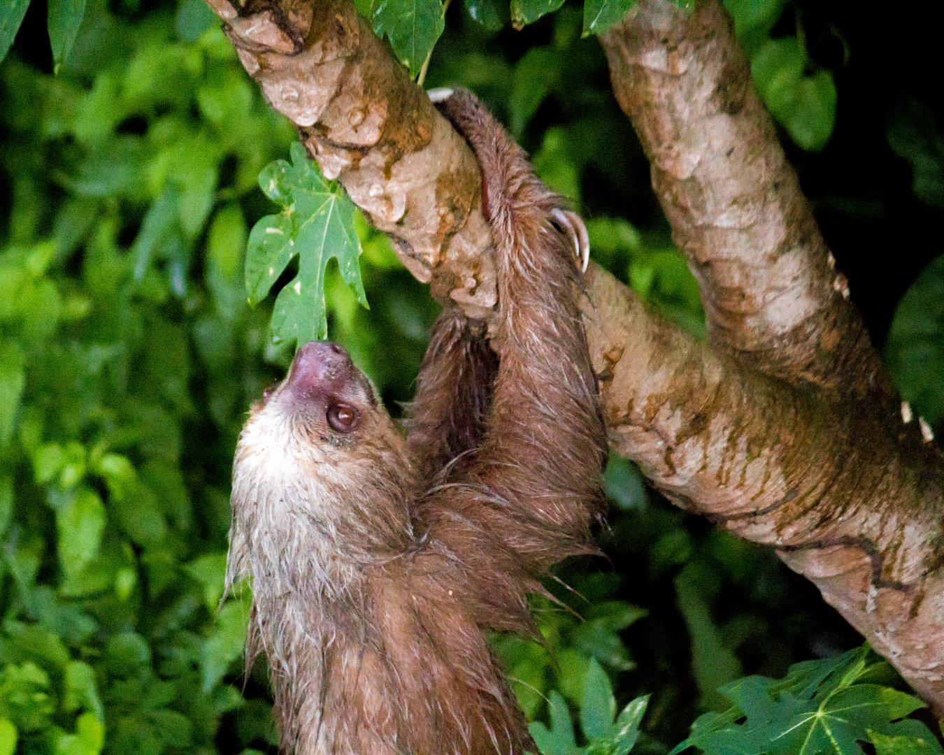 Hoffmann's two-toed sloth, Choloepus hoffmanni hoffmanni