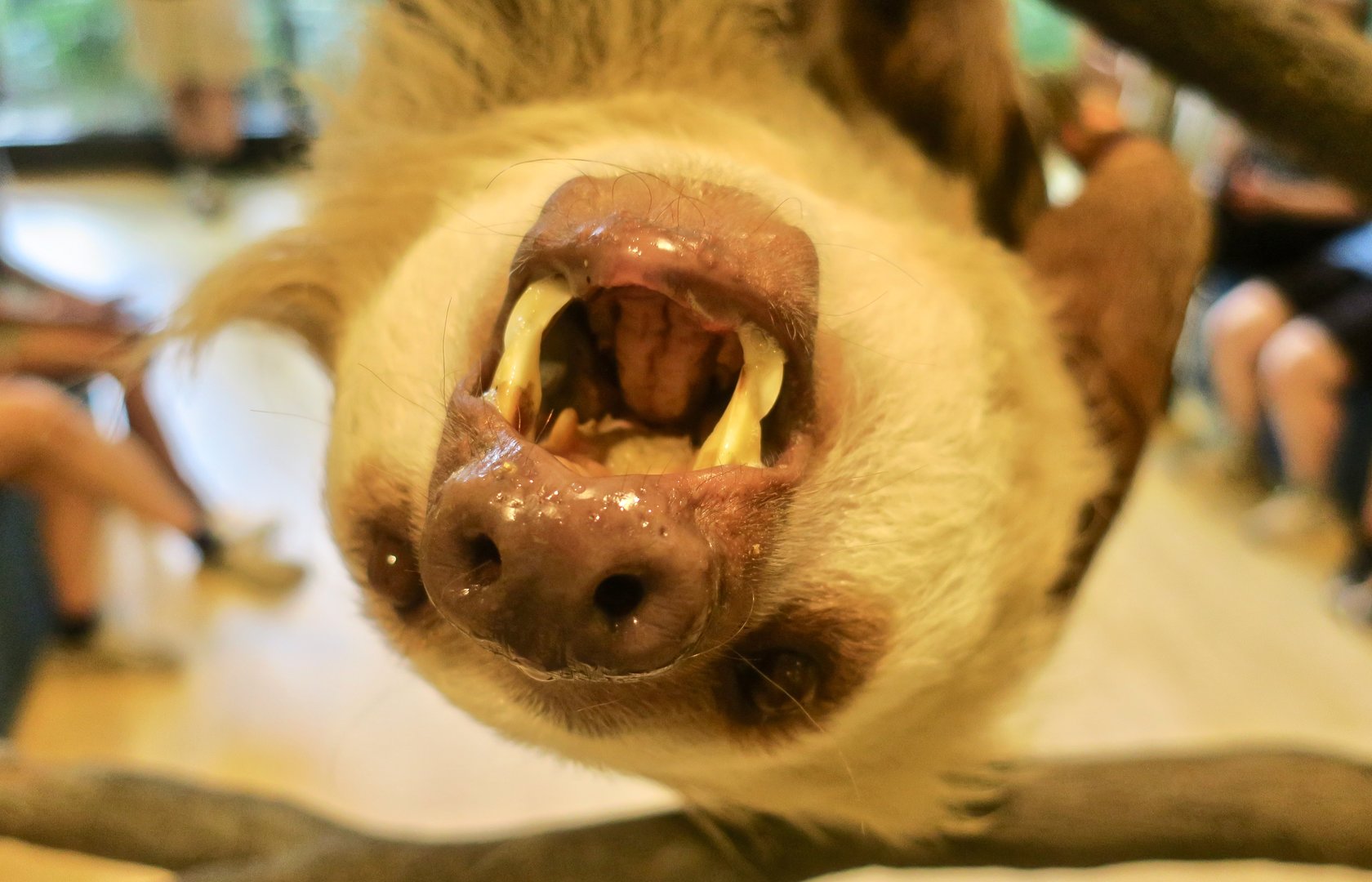 Hoffmann's Two-Toed Sloth (Choloepus hoffmanni) - Wild Encounters