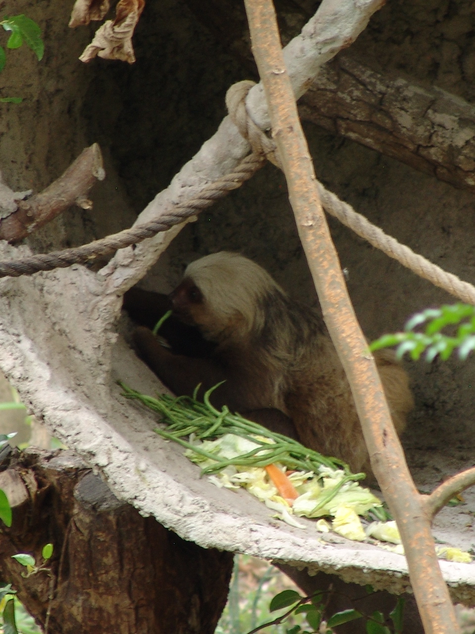 Hoffmann's two-toed sloth (Choloepus hoffmanni)