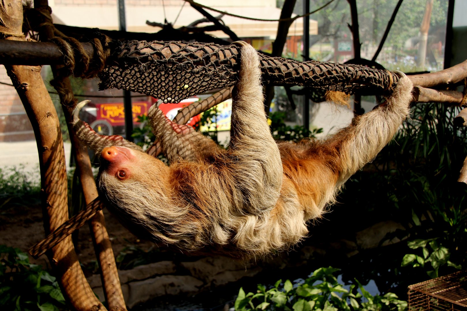 Hoffmann's two-toed sloth (Choloepus hoffmanni)