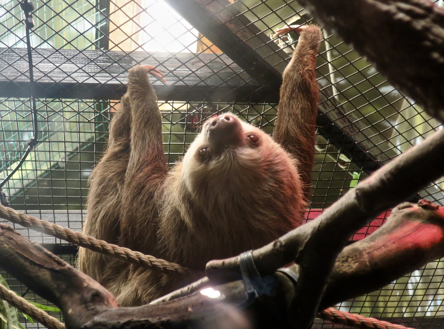 Hoffmann's Two-Toed Sloth (Choloepus hoffmanni)